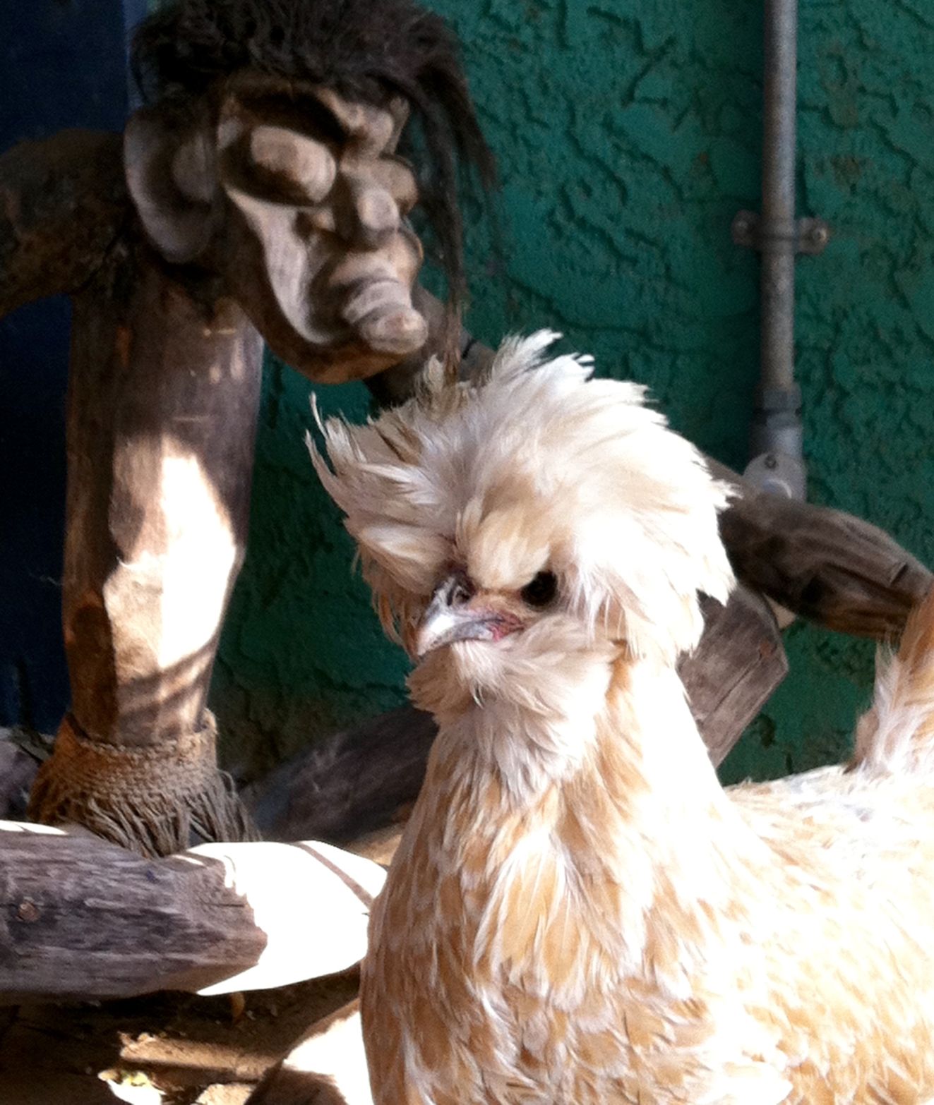 Readers show their chickens